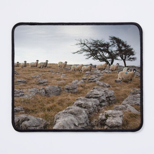 Item preview, Swaledale sheep on Orton Scar designed and sold by RedGrouse.