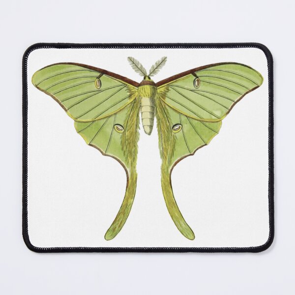 Item preview, Vintage Luna Moth Illustration, Entomology designed and sold by HawthorneFlame.
