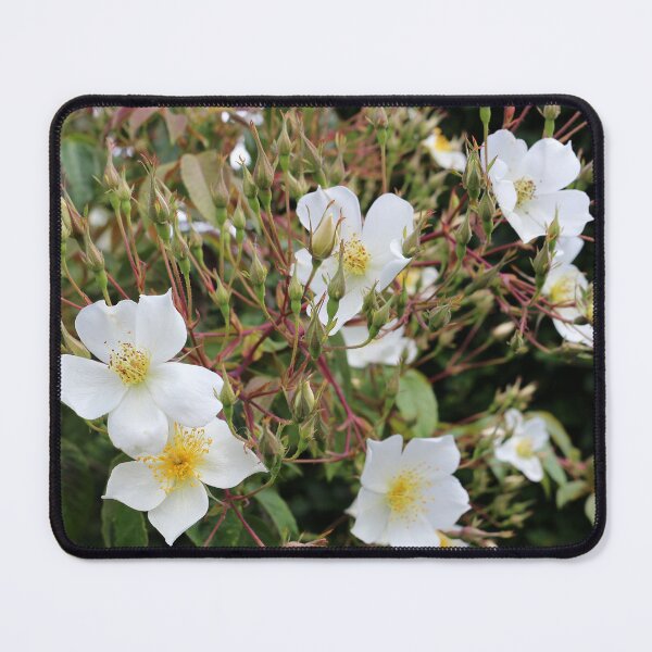 Item preview, Common Medlar, Mespilus germanica, designed and sold by pinkal.