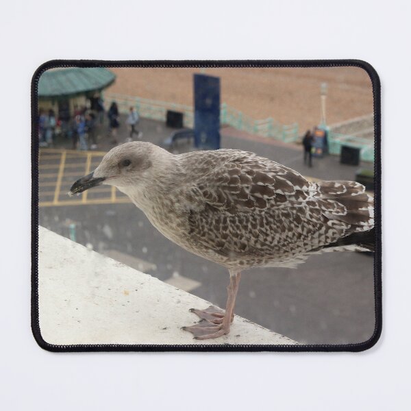 Item preview, Seagull begging designed and sold by pinkal.