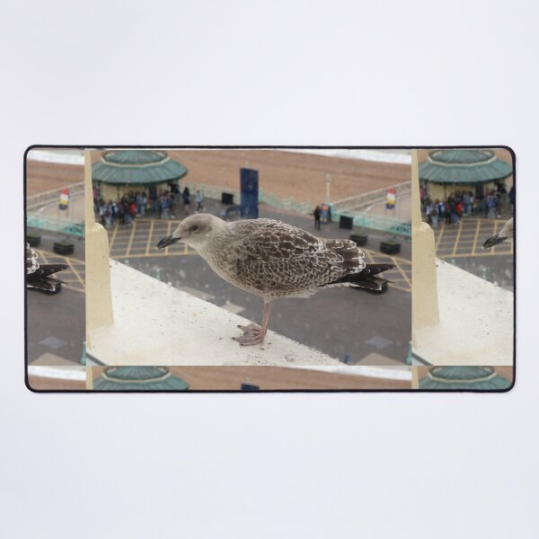 Item preview, Seagull begging designed and sold by pinkal.
