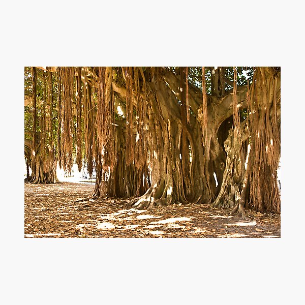 Artikelvorschau, Florida. Es gibt mehrere, die großartig sind und dies ist NICHT die älteste und größte. Der Baum im Vordergrund ist alles ein Baum und es gibt einen kleineren im Hintergrund. Die herunterhängenden Strukturen sind neue Wurzeln und kommen dort in angemesse entworfen und verkauft von Kent Burton.