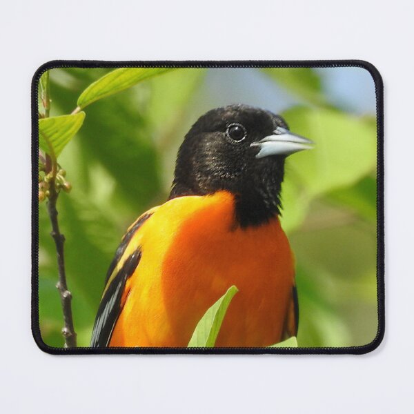 Item preview, Baltimore Oriole designed and sold by priesterjen.