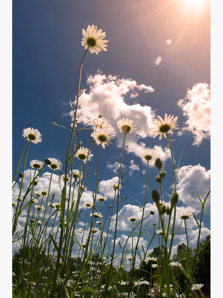 Thumbnail 3 of 3, Poster, Daisy Field designed and sold by believer9.