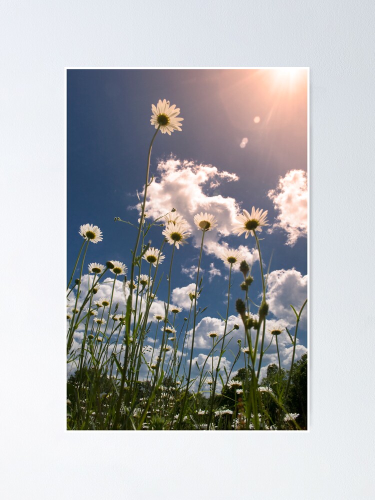 Thumbnail 1 of 3, Poster, Daisy Field designed and sold by believer9.