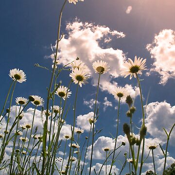 Artwork thumbnail, Daisy Field by believer9