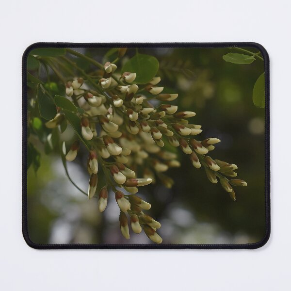 Item preview, Acacia blossom spring theme designed and sold by mariya-ivanova.