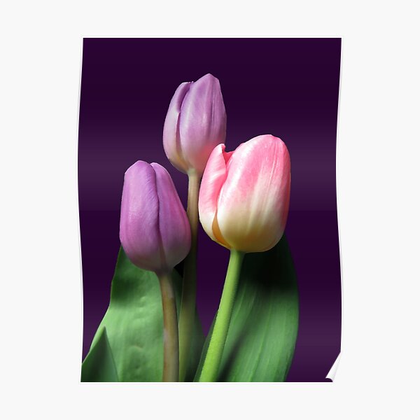 Three colorful spring beauties Poster