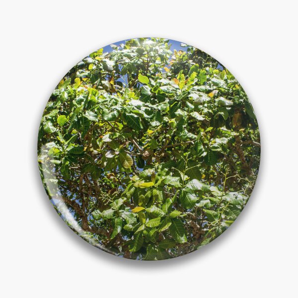 Item preview, cashew tree designed and sold by felipequeiroz.