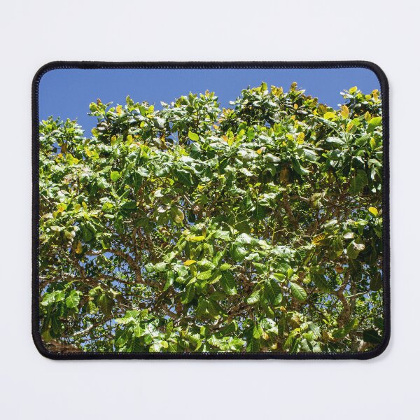 Item preview, cashew tree designed and sold by felipequeiroz.