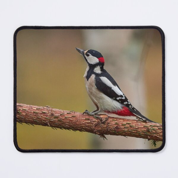 Item preview, Getting Bold. Great spotted woodpecker designed and sold by Jouko Lehto Photography.