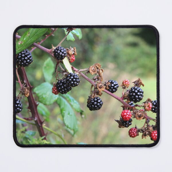 Item preview, Blackberries designed and sold by pinkal.