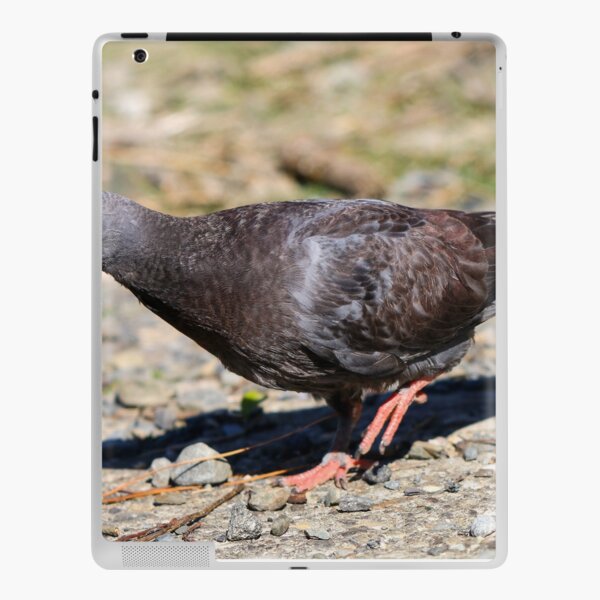 Coques Et Skins Adhesives Ipad Sur Le Theme Baby Pigeon Redbubble