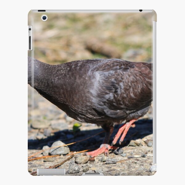 Coques Et Skins Adhesives Ipad Sur Le Theme Baby Pigeon Redbubble