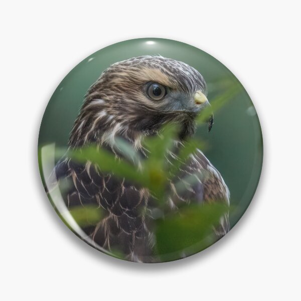 Item preview, Over the Shoulder Red Shouldered Hawk designed and sold by tracyam.