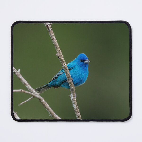 Item preview, Indigo Bunting designed and sold by tracyam.