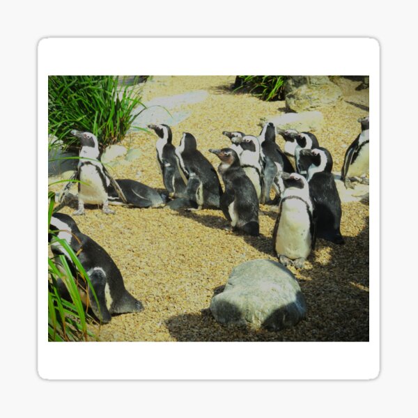 Item preview, Penguin Huddle designed and sold by IstedJ.