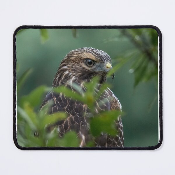 Item preview, Over the Shoulder Red Shouldered Hawk designed and sold by tracyam.