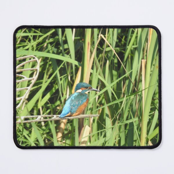 Item preview, Kingfisher perching in front of tall green reeds designed and sold by TwistedClassics.