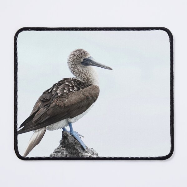 Item preview, Blue Footed Booby designed and sold by acwb.