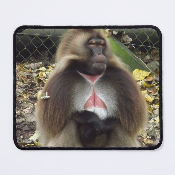 Item preview, Gelada Monkey designed and sold by wiggyofipswich.