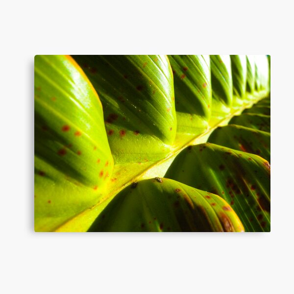 Item preview, Palm Frond designed and sold by Lisa Michele Burns.