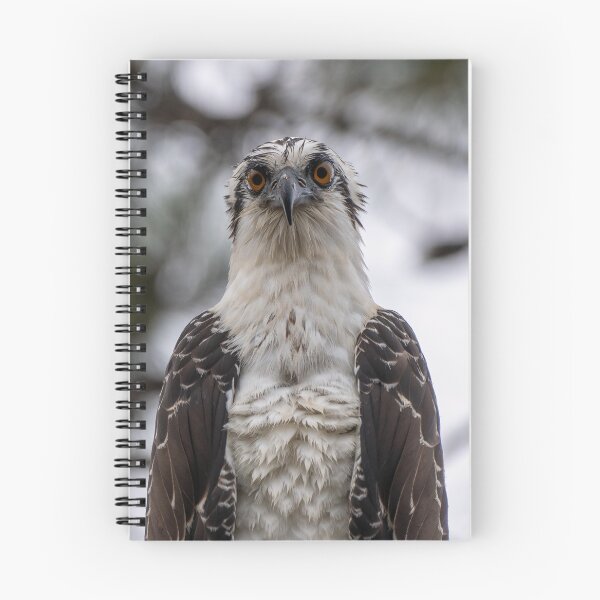 Item preview, Osprey designed and sold by tracyam.