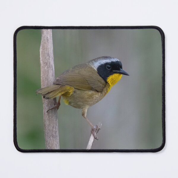 Item preview, Common Yellowthroat Warbler designed and sold by tracyam.