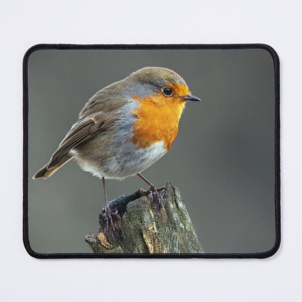 Item preview, Robin Red Breast designed and sold by Tom McPherson Photography.