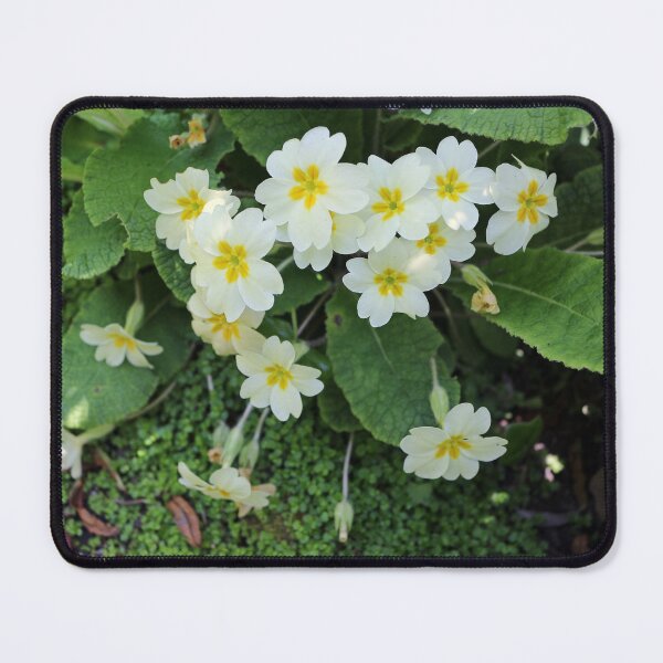 Item preview, Common Primroses designed and sold by pinkal.