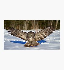 Great Grey Owl Photographic Print
