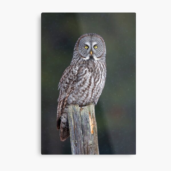 Great Grey Owl on Post Metal Print
