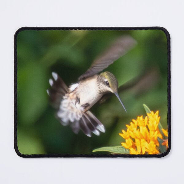 Item preview, The Symbiotic Relationship Between Ruby-Throated Hummingbirds and Butterfly Weed designed and sold by wenzler.