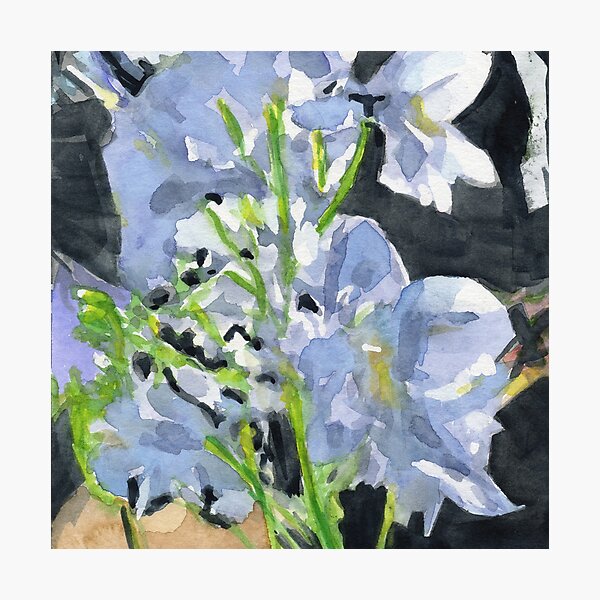 Delphiniums Photographic Print