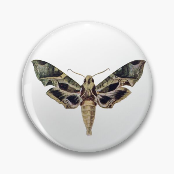 Item preview, Moth Illustration, Entomology designed and sold by HawthorneFlame.