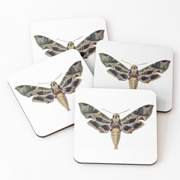 Item preview, Moth Illustration, Entomology designed and sold by HawthorneFlame.