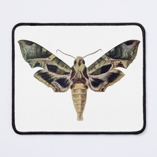 Item preview, Moth Illustration, Entomology designed and sold by HawthorneFlame.