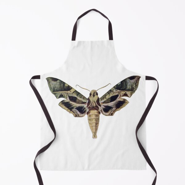 Item preview, Moth Illustration, Entomology designed and sold by HawthorneFlame.