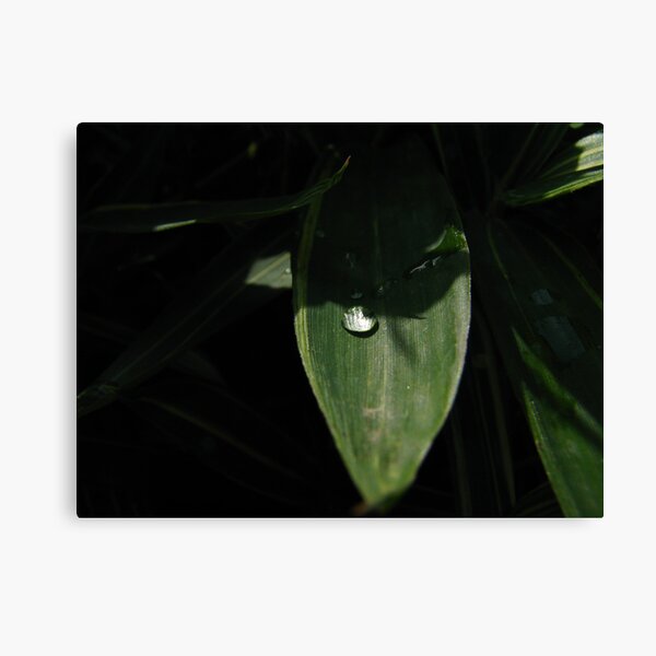 Dew Collecter Canvas Print