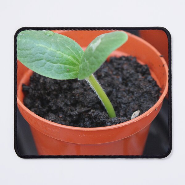 Item preview, Courgette seedling designed and sold by pinkal.