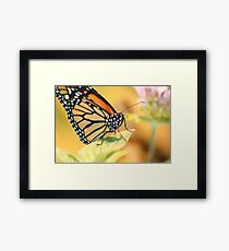 Monarch Butterfly Framed Print