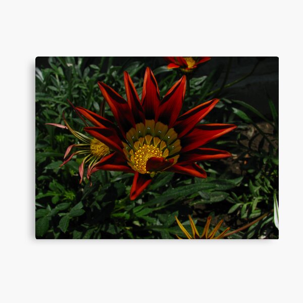 Licks of sunshine Canvas Print