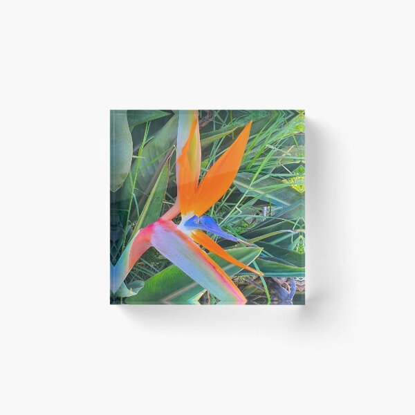 Item preview, estrelícia. strelitzia designed and sold by Tereza Pilar  Art.