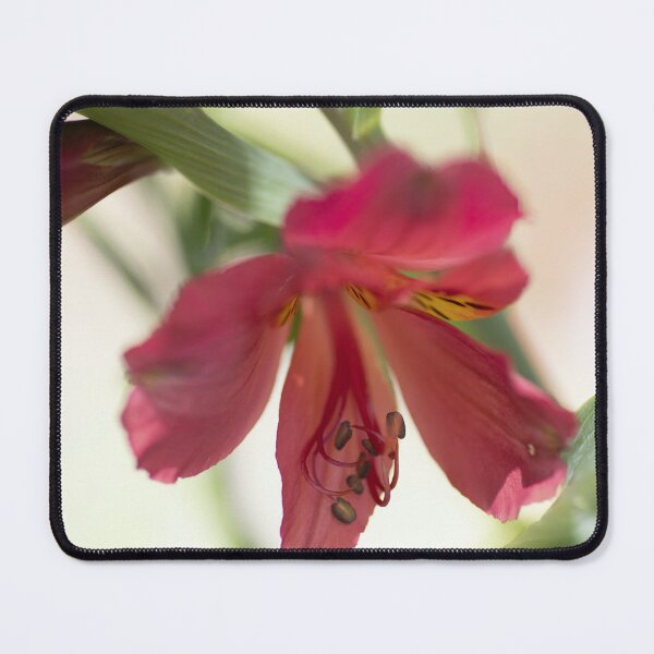 Item preview, Tall Alstromeria- Rosita designed and sold by imaginethis.