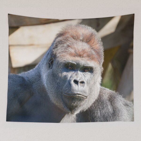 Item preview, Close-Up of Silverback Gorilla designed and sold by rawshutterbug.