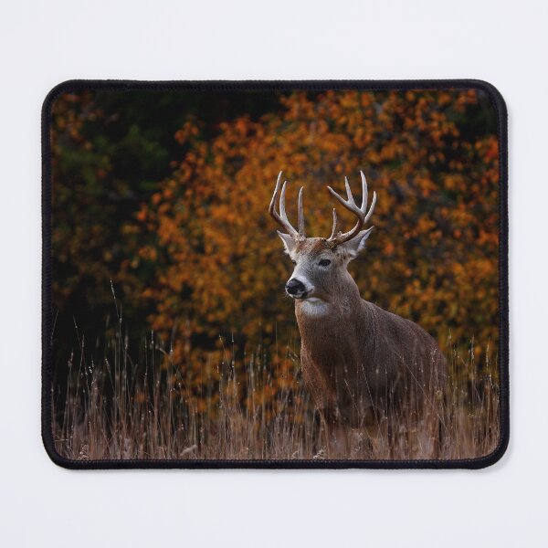 Item preview, Early fall rut - White-tailed Deer designed and sold by James Cumming.