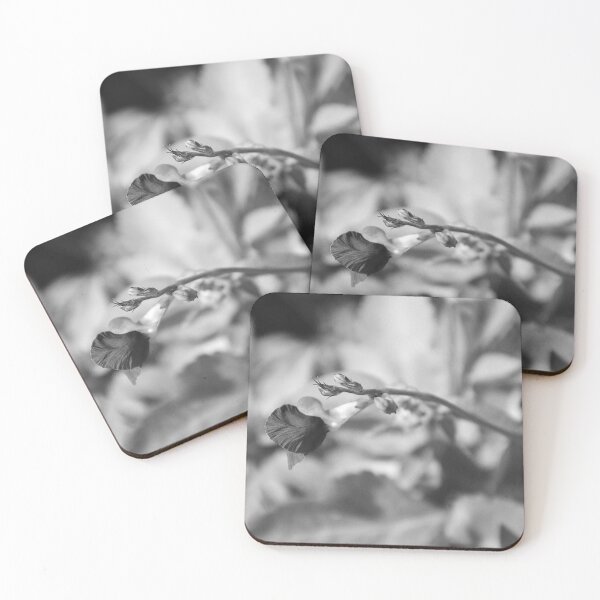 Item preview, Wild Bush Bean On Lake Apopka Wildlife Drive Monochrome designed and sold by MercerImages.
