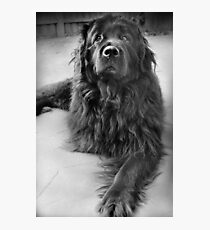 Newfoundland Photographic Print