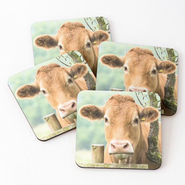 Item preview, Limousin Cow 4 designed and sold by Jane Stanley Photography.
