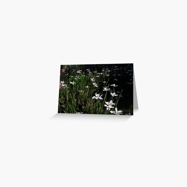 Iris Field Greeting Card